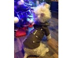 Maja šunų parodoje "Vilniaus žiema" pasipuošė paltuku 